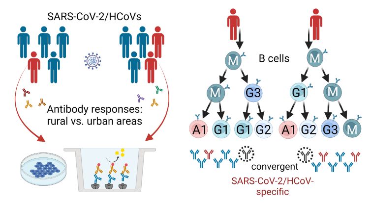 B Cell and Antibody Responses to Human Coronaviruses in Africa