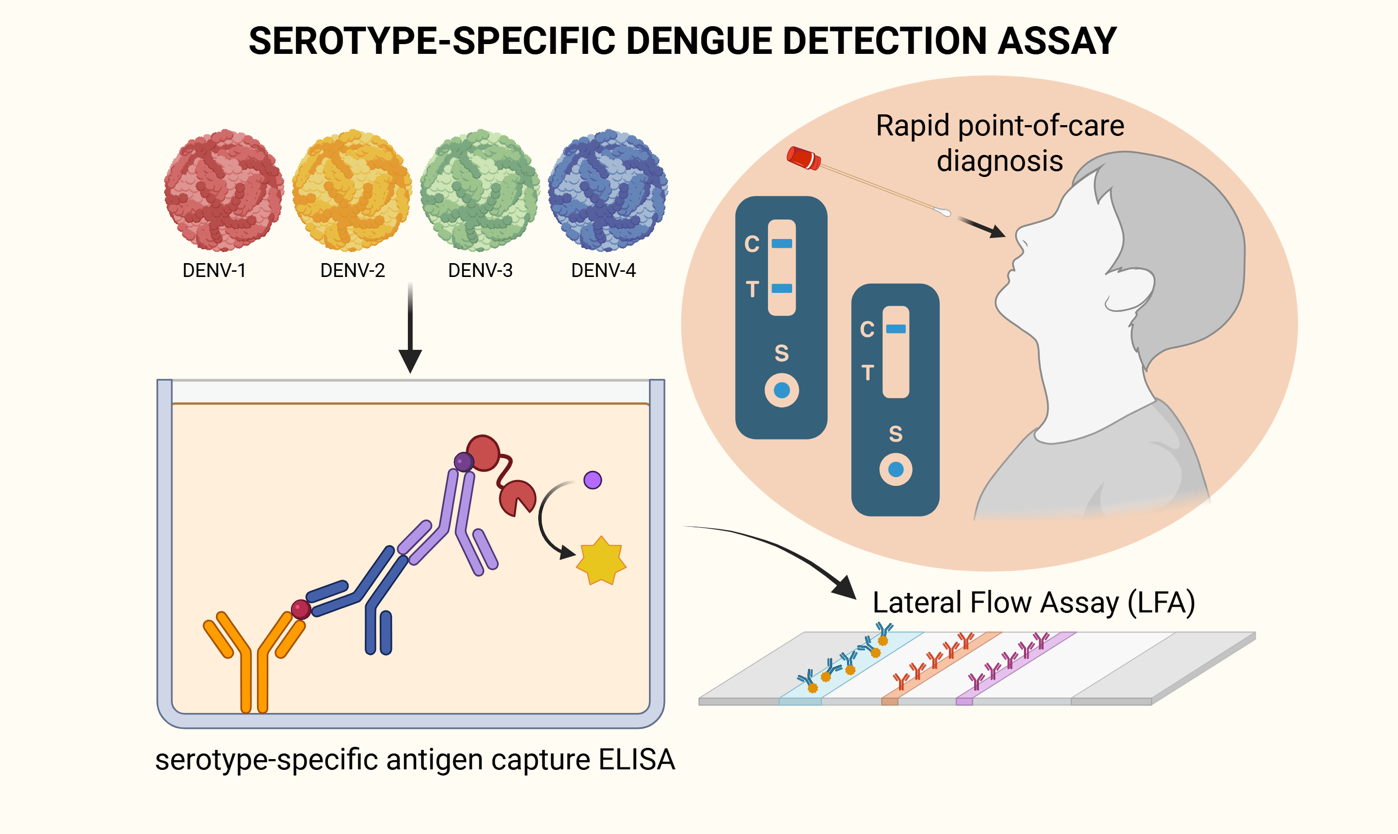 Development of serotype-specific Dengue virus detection Assay