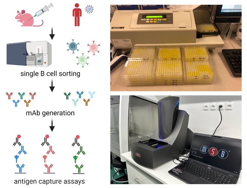 Tools for Rapid Detection of Coronavirus Infection